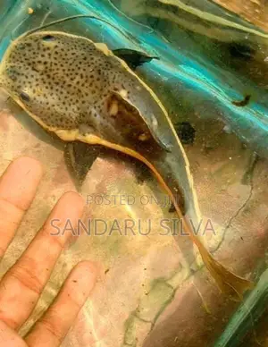 Red Tail Catfish