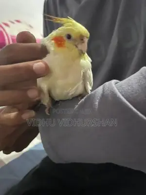 Cocktail Birds