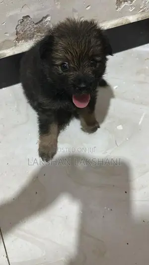 Pomeranian Puppies