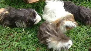 Long Hair Guinea Pigs