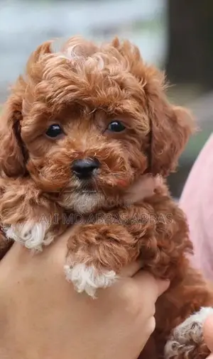 Toy Poodle Puppies