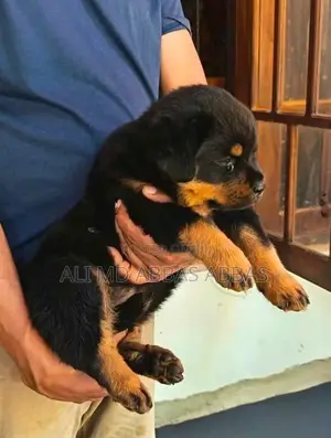 Rottweiler Puppies