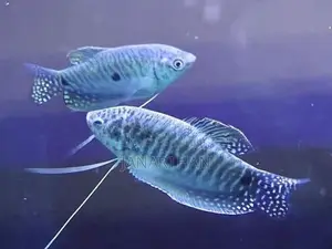 Gura Fish