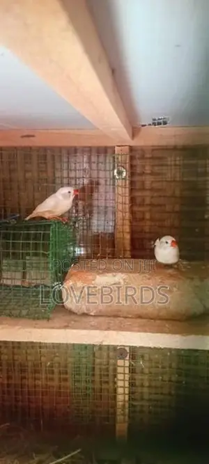 Finches Birds