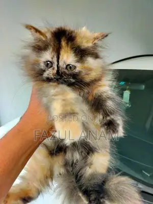 Persian Kitten