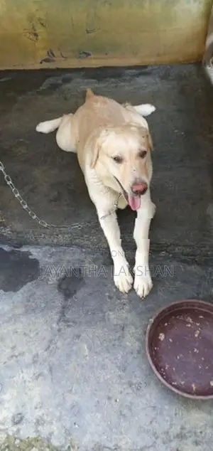 Labrado female dog