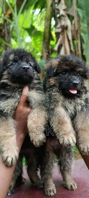 german shepherd
