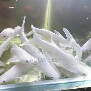White Catfish