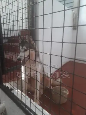 Siberian Husky Dog
