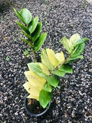 Rare Variegated ZZ Plant