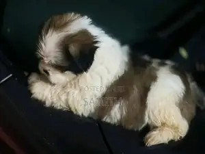 Shih Tzu Puppy