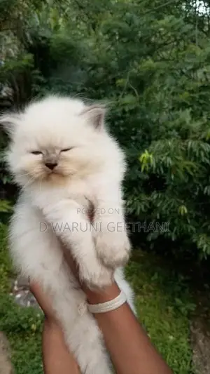 Himalayan Kittens
