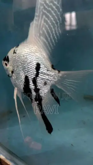 Rare Pearlscale Platinum Panda Angel