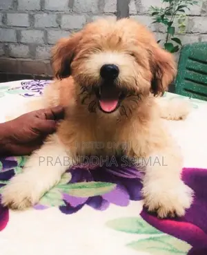 Tibetan Terrier Puppies