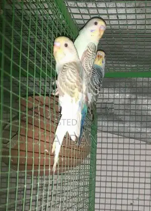 Lovebirds