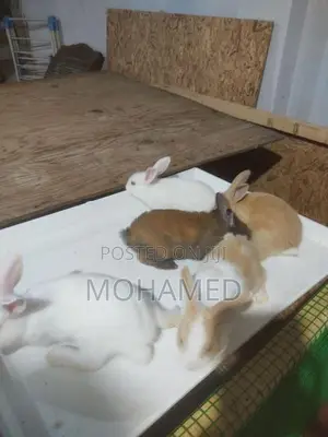 40 days old Rabbit bunny