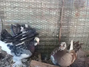 Fantail Pigeon
