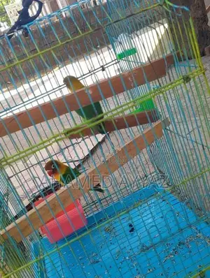 African Love Birds
