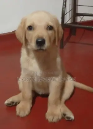 1-3 months Female Purebred Labrador Retriever