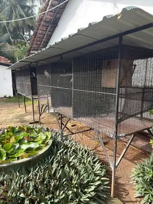 Cage with Birds