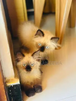 Himalayan Kitten
