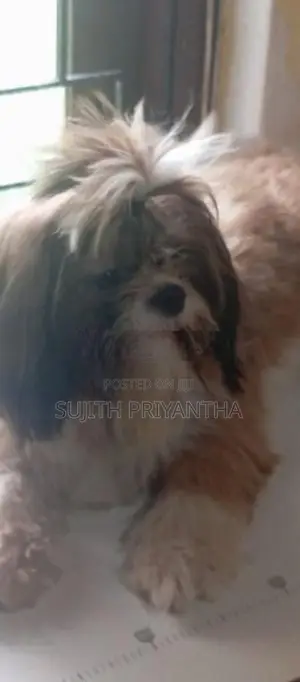 Shih Tzu Puppy