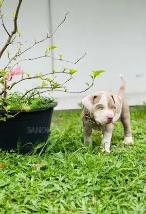 American Bully Xl Puppy
