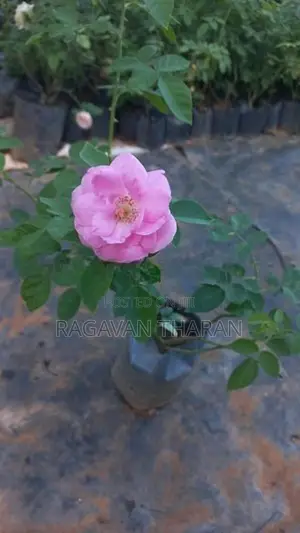 Rose Plant
