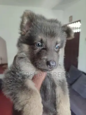 German shepherd puppies
