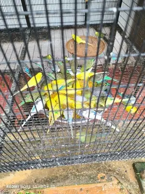 Love Birds