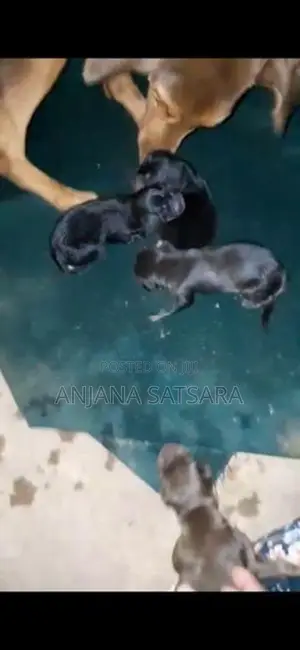 Doberman Puppy