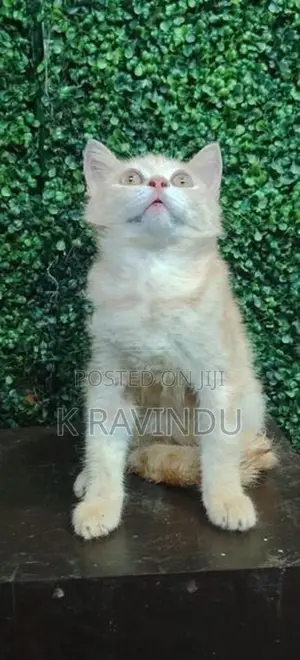 British Short Hair Kitten