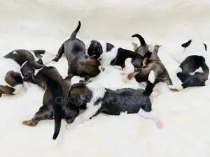 Shih Tzu Puppies