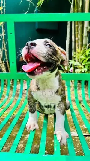 Brindle American Bully Puppies