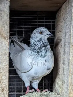 Pigeons