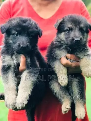 German shepherd puppies