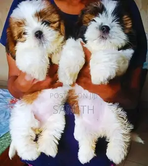 Shih Tzu Puppy