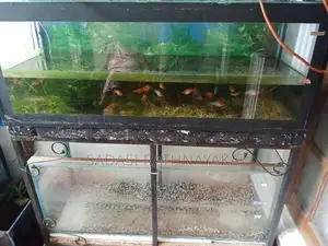 Fish Tank