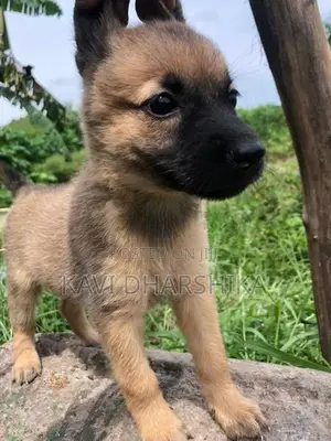 German Shepherd Long Coat Puppy