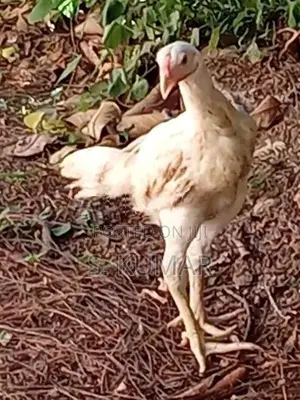 Velladiyan Rooster