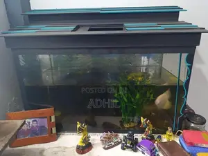 Fish Tank