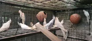 Albino Chicks