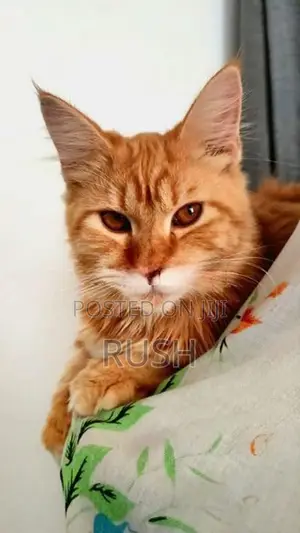 Mainecoon
