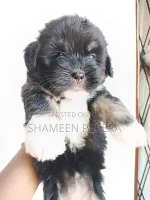 Terrier Puppies