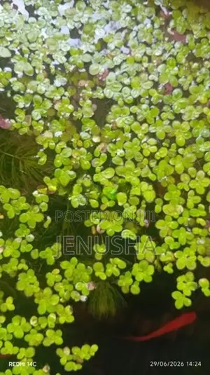 75 Fish tank plant