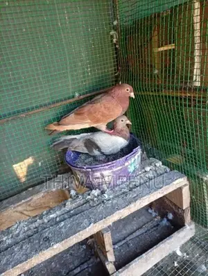 Pigeons