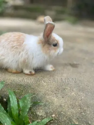 Angora bunnies