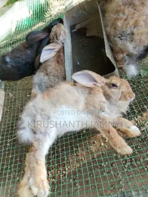 ஆண் முயல்