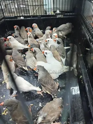 Finches Birds