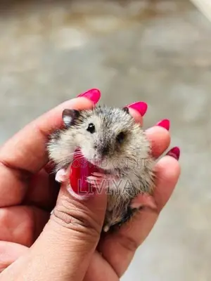 Hamster